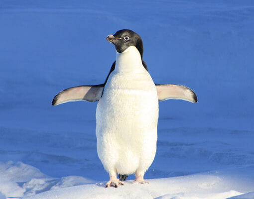ペンギン