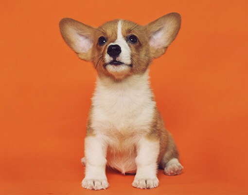 子犬